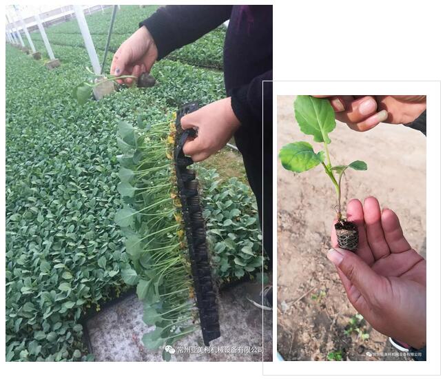 常州亞美柯西蘭花缽苗移栽機...